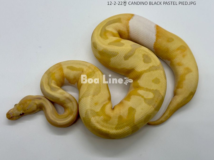 CANDINO BLACK PASTEL PIED